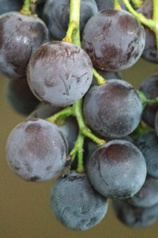 Each grape matures from the single ovary of an individual flower. They are true fruits (berries).