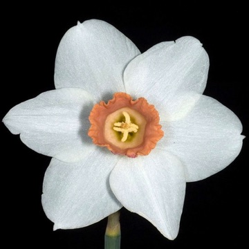 Corona - in daffodils, this refers to the &ldquo;tube&rdquo; or extra layer of tissue between the petals and stamens.