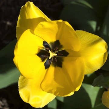Monocot - Flower parts typically in threes (remember, though, that there are some exceptions and some dicots with parts also in threes)