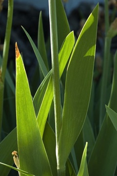 Equitant leaves - the leaf is folded along its mid vein and fused together along most of its length (so the outer surface is all abaxial) - [Iris sp.; Iridaceae]