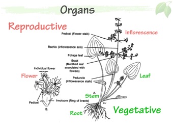 VegeTerm_02.jpeg