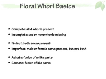 FlwrInflorTerm_02.jpeg