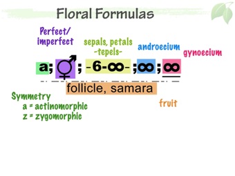 FlwrInflorTerm_05.jpeg