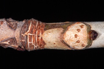 Aesculus (Hippocastenaceae) - Buckeye -- from left to right, terminal bud scale scare, leaf scar with bundle scars, axillary bud