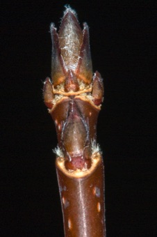 Acer grandidentatum (Aceraceae) - Big Tooth Maple