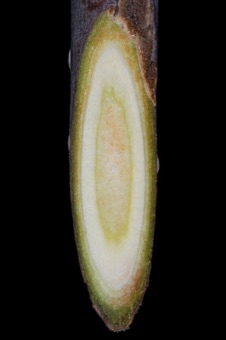 Aesculus (Hippocastenaceae) - Buckeye -- homogenous pith