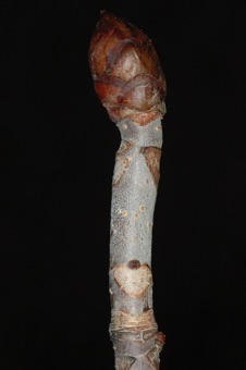 Aesculus (Hippocastenaceae) - Buckeye
