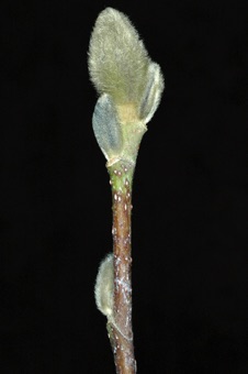 Magnolia (Magnoliaceae) - Magnolia