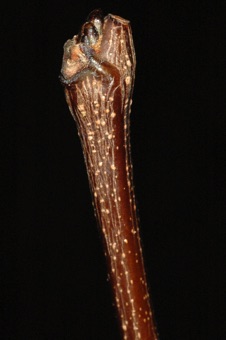 Cercis canadensis (Fabaceae) - Redbud -- pseudoterminal bud with abortive meristem