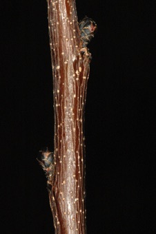 Cercis canadensis (Fabaceae) - Redbud