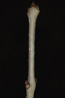Fraxinus (Oleaceae) - common ash