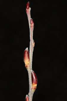 Salix (Salicaceae) - WIllow