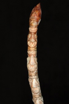 Aesculus (Hippocastenaceae) - Buckeye