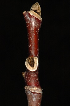 Cladrastis  kentukea (Fabaceae) - Yellowwood