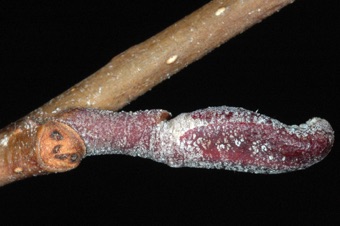 Alnus (Betulaceae) - Alder
