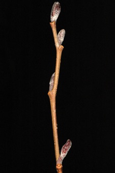 Alnus (Betulaceae) - Alder