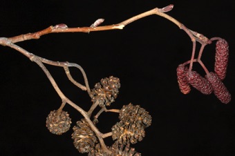 Alnus (Betulaceae) - Alder