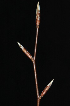 Fagus (Fagaceae) - Beech