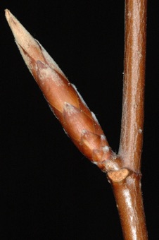 Fagus (Fagaceae) - Beech