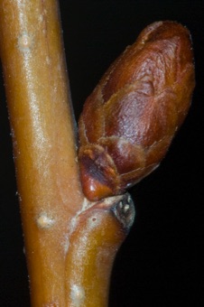 Prunus (Rosaceae) - Cherry