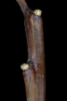 Rhus (Anacardiaceae) - Sumac