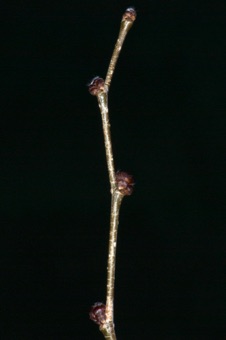 Ulmus pumila (Ulmaceae) - Elm