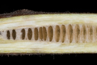 Juglans regia (Juglandaceae) - English Walnut