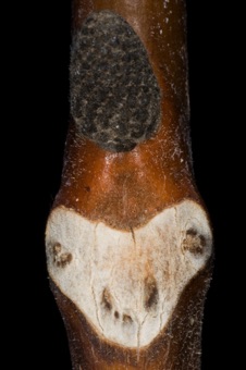 Juglans regia (Juglandaceae) - English Walnut
