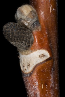 Juglans regia (Juglandaceae) - English Walnut
