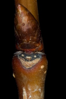 Prunus (Rosaceae) - Cherry