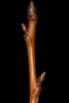 Prunus (Rosaceae) - Cherry