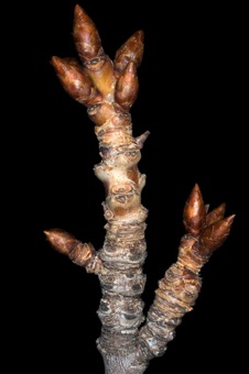 Prunus (Rosaceae) - Cherry