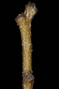 Albizia (Fabaceae) - Silk Tree -- pseudoterminal bud