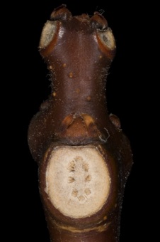 Catalpa (Bignoniaceae)