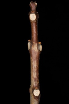 Catalpa (Bignoniaceae)