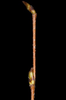 Betula occindentalis (Betulaceae) - River Birch