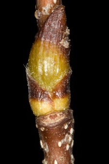 Betula occindentalis (Betulaceae) - River Birch