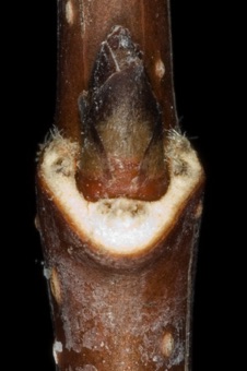 Acer grandidentatum (Aceraceae) - Big Tooth Maple