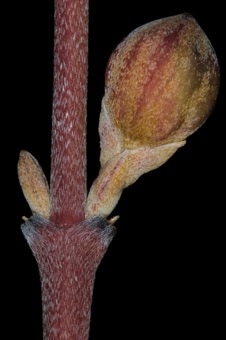 Cornus mas (Cornaceae) - Corelean cherry (dogwood) -- inflated bud on right is an inflorescence bud; vegetative bud on left