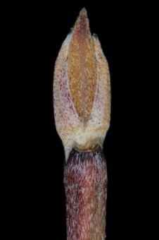 Cornus mas (Cornaceae) - Corelean cherry (dogwood)