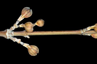 Cornus mas (Cornaceae) - Corelean cherry (dogwood)