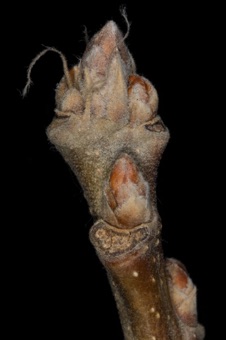 Quercus (Fagaceae) - Oak