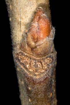 Quercus (Fagaceae) - Oak