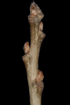 Quercus (Fagaceae) - Oak