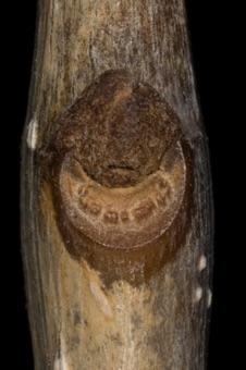 Fraxinus (Oleaceae) - common ash