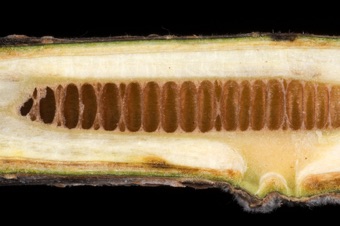 Juglans nigra (Juglandaceae) - Black Walnut