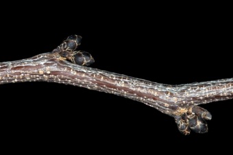 Cercis canadensis (Fabaceae) - Redbud -- superposed axillary buds