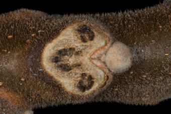 Juglans nigra (Juglandaceae) - Black Walnut