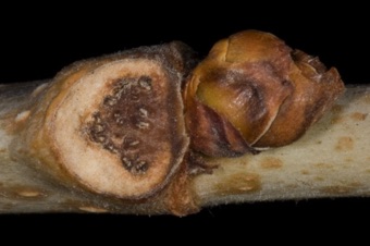 Morus alba (Moraceae) - Mulberry