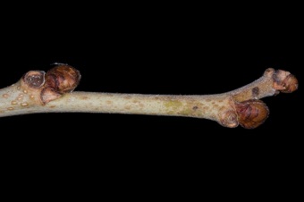 Morus alba (Moraceae) - Mulberry